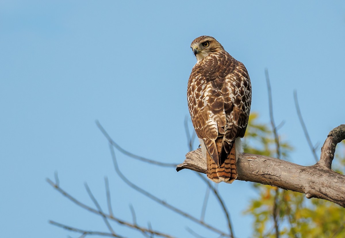 Red-tailed Hawk - ML641451458