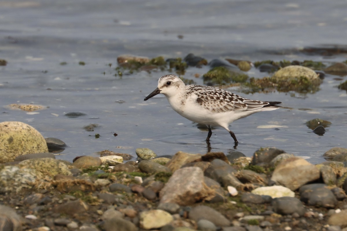 Sanderling - ML641451470