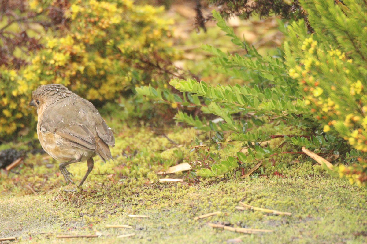 Boyaca Antpitta - ML641451472