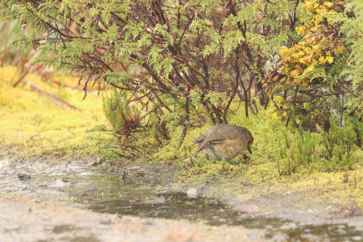 Boyaca Antpitta - ML641451473