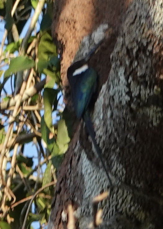 paradisjakamar - ML641451478