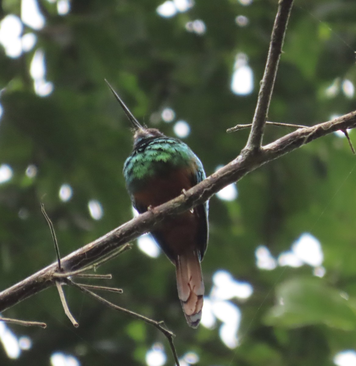 White-chinned Jacamar - ML641451495