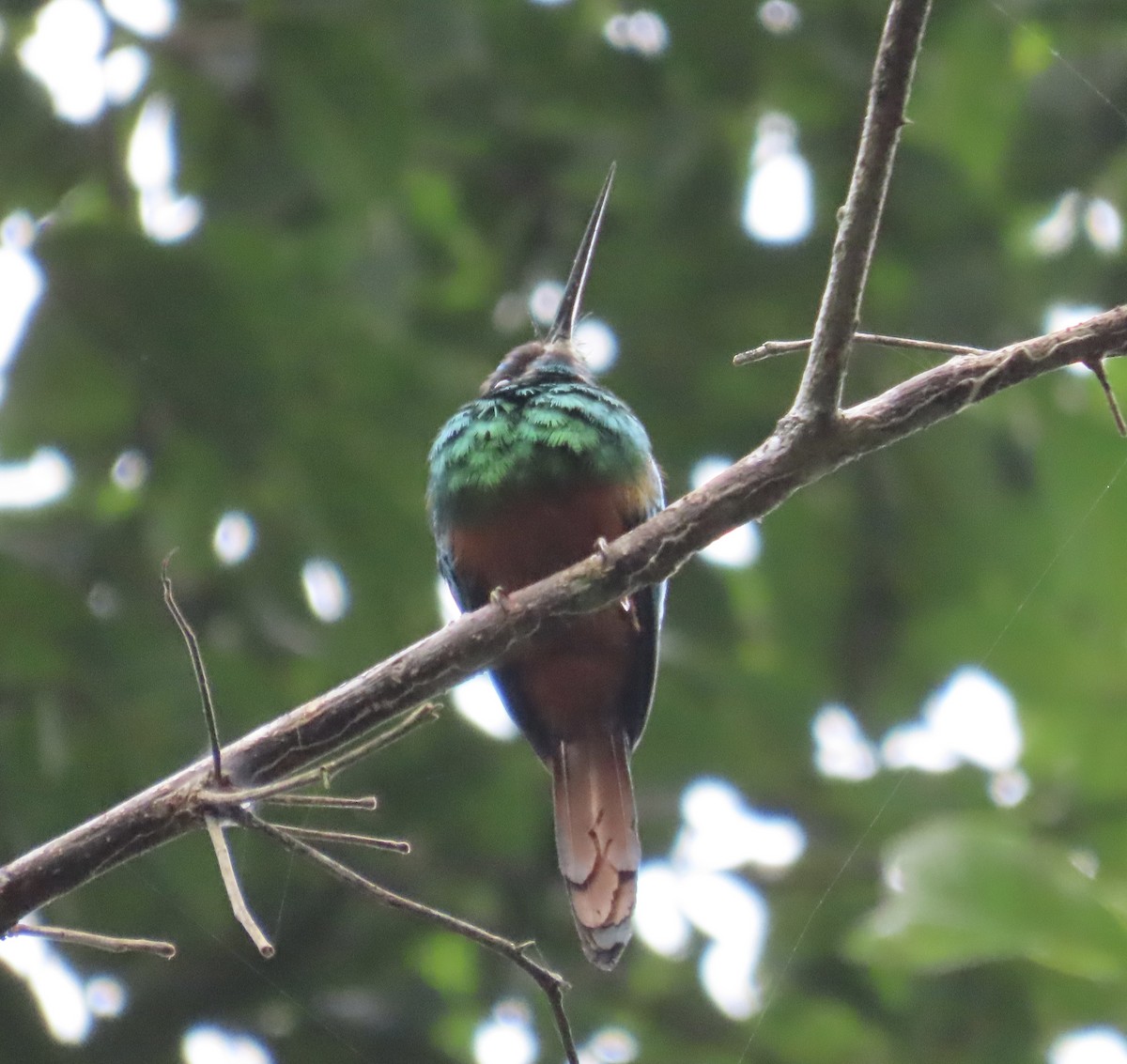 White-chinned Jacamar - ML641451496