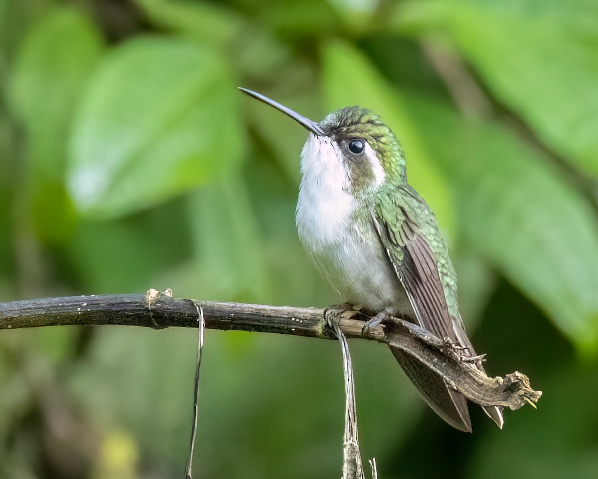 Green-throated Mountain-gem - ML641451537