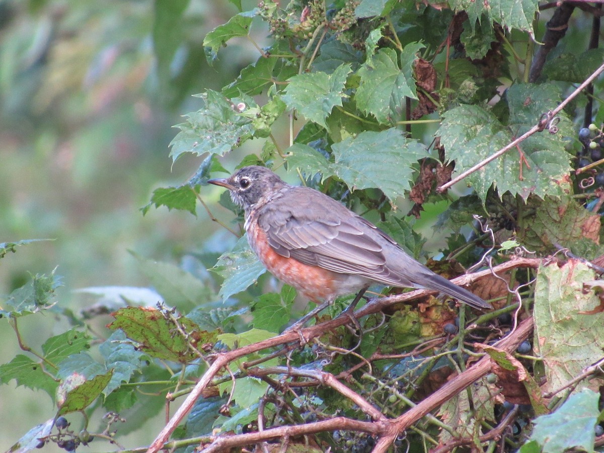 American Robin - ML641451540