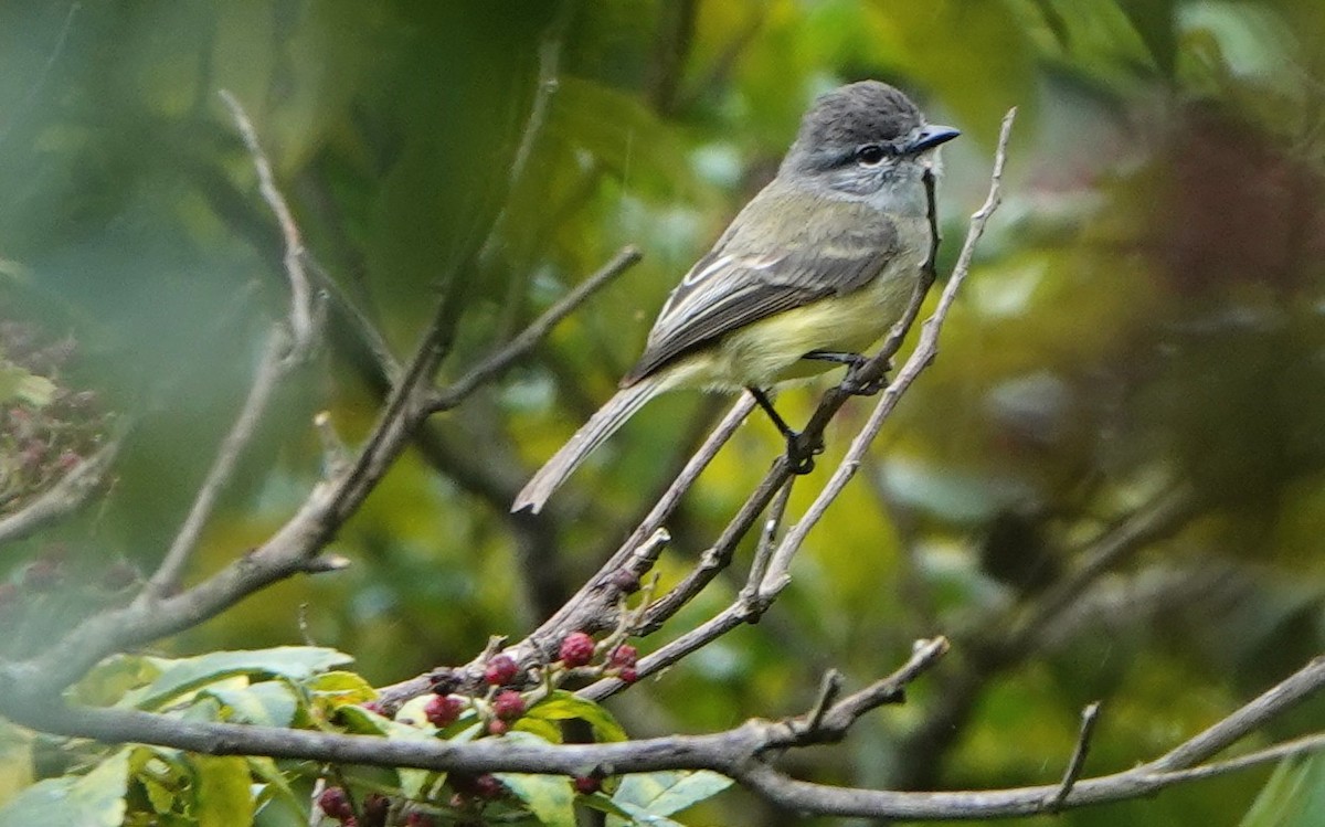 Sooty-headed Tyrannulet - ML641451548