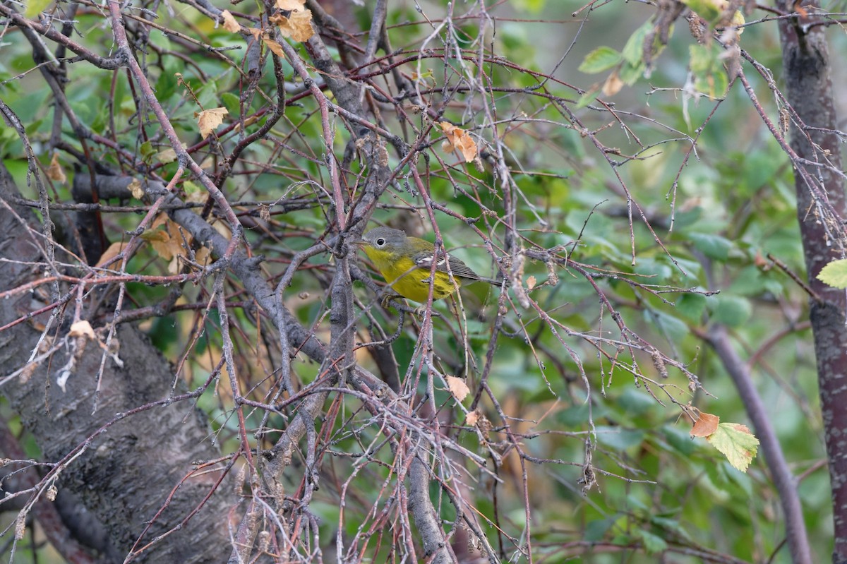 Magnolia Warbler - ML641451577