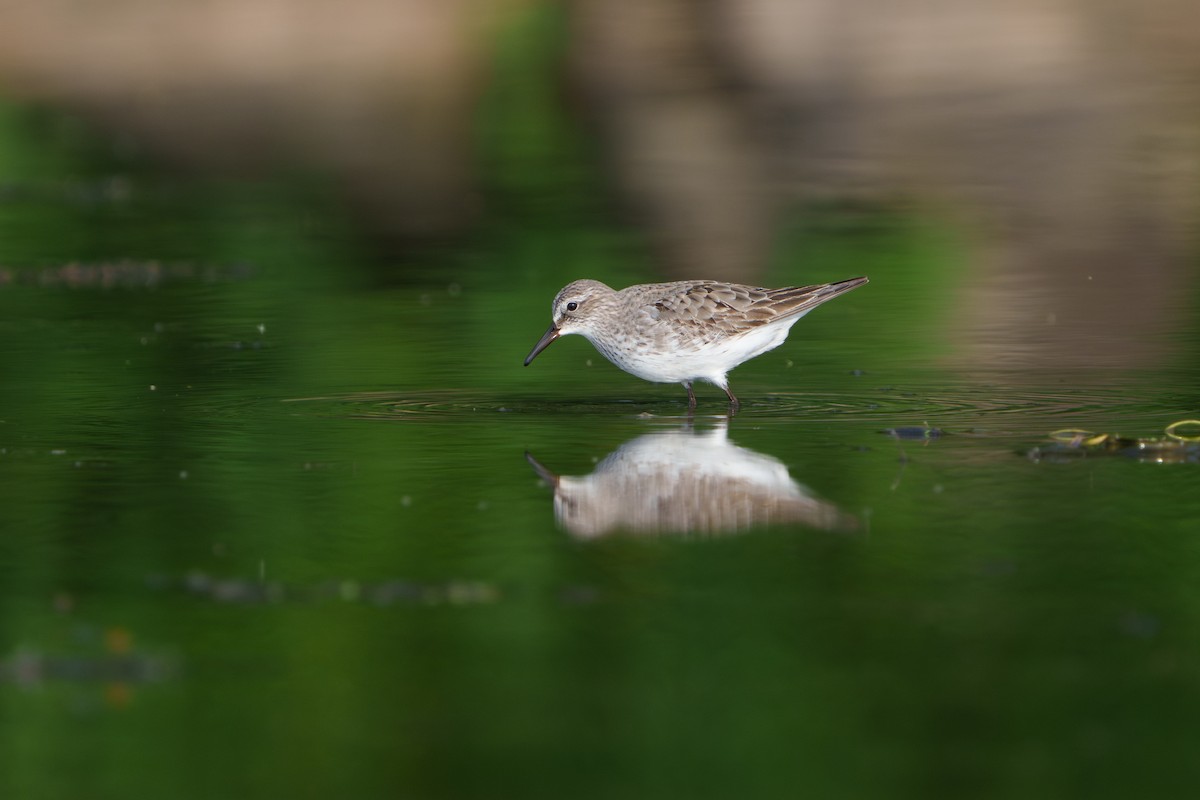 White-rumped Sandpiper - ML641451586