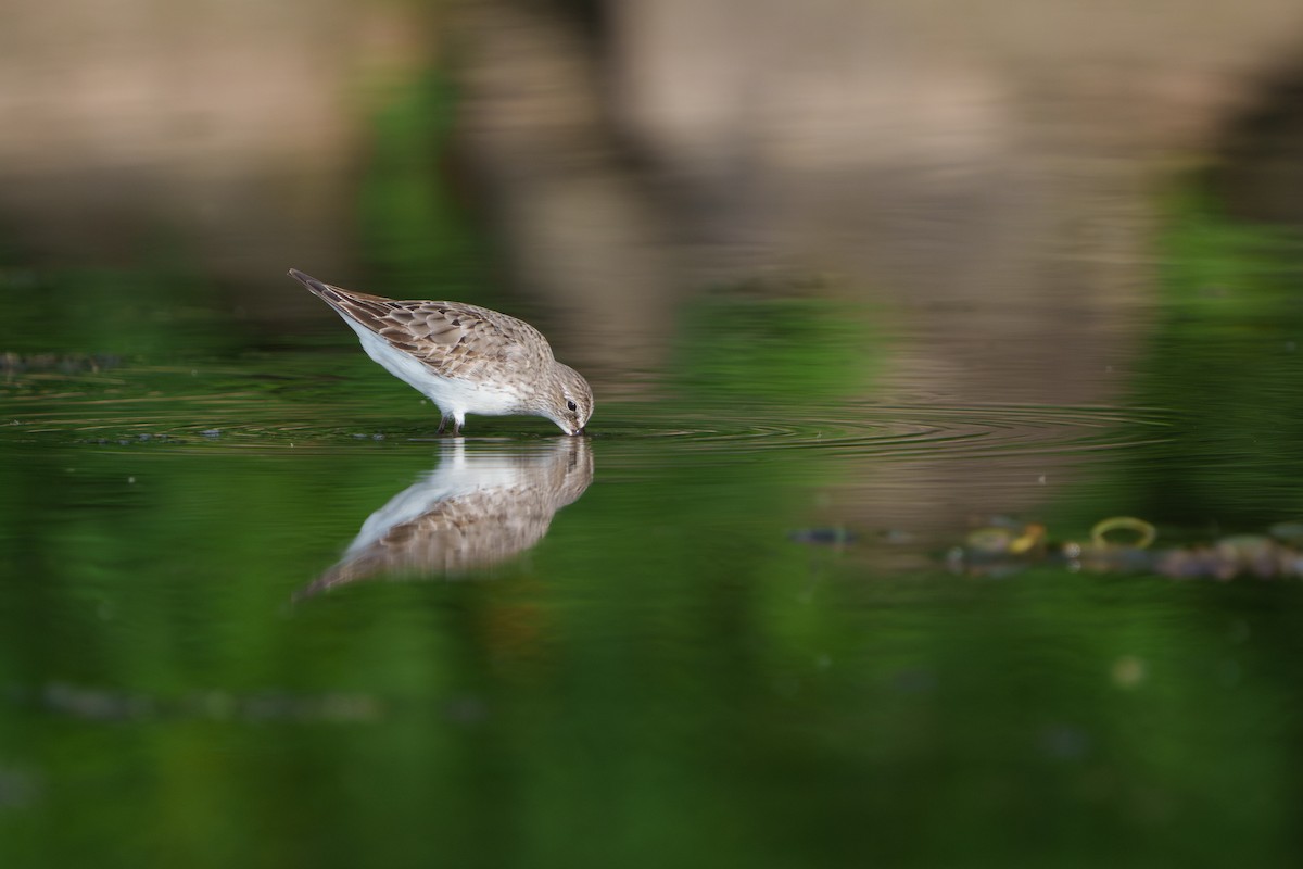 White-rumped Sandpiper - ML641451587
