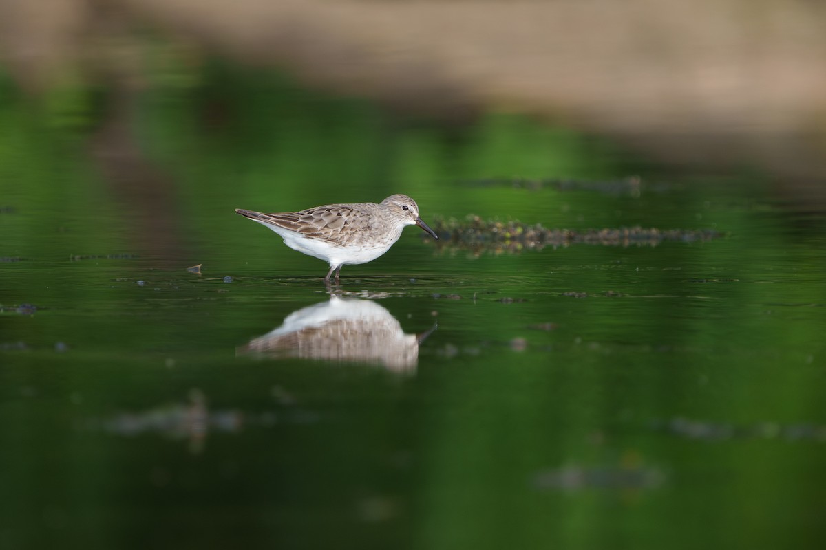White-rumped Sandpiper - ML641451588