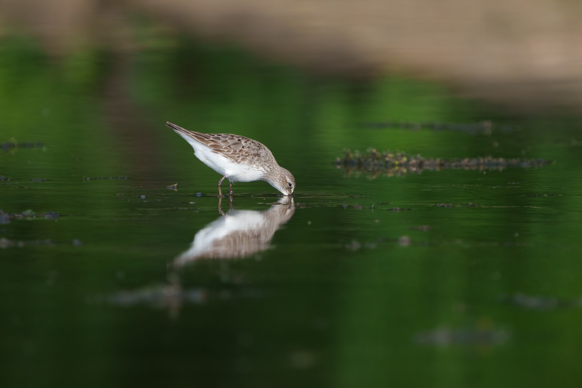 White-rumped Sandpiper - ML641451589