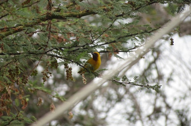 Southern Brown-throated Weaver - ML641451617