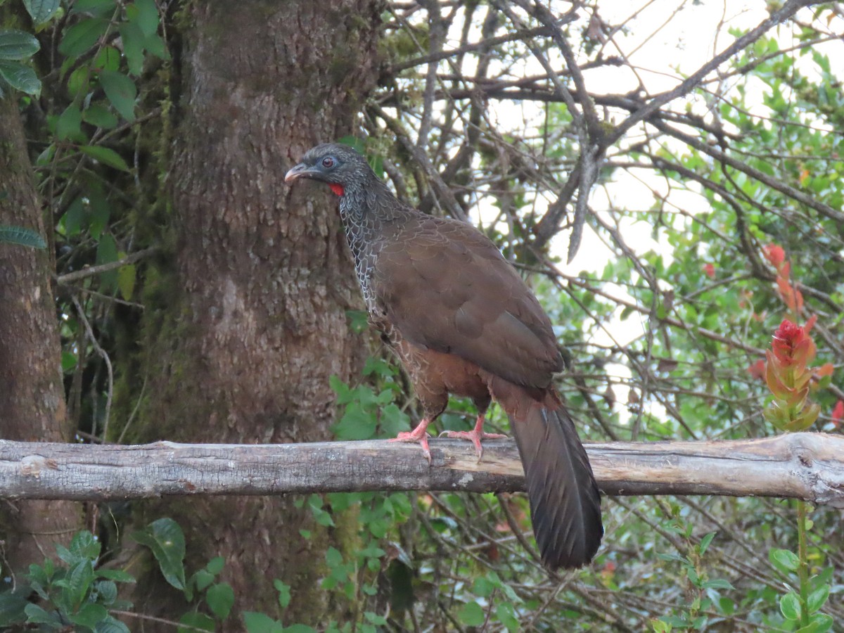 Andean Guan - ML641451670
