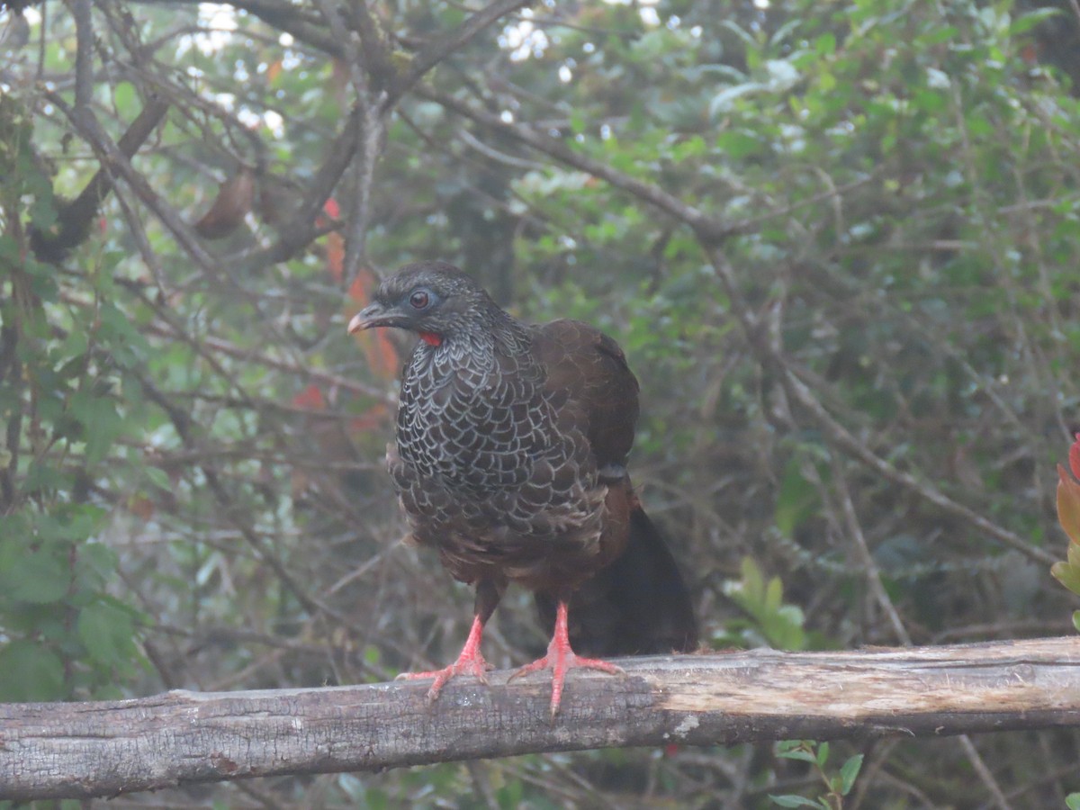 Andean Guan - ML641451673