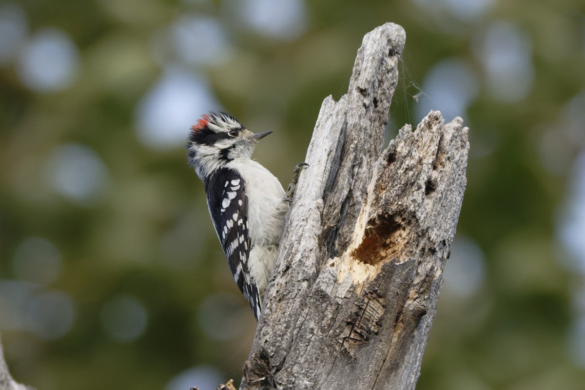 Downy Woodpecker - ML641451702