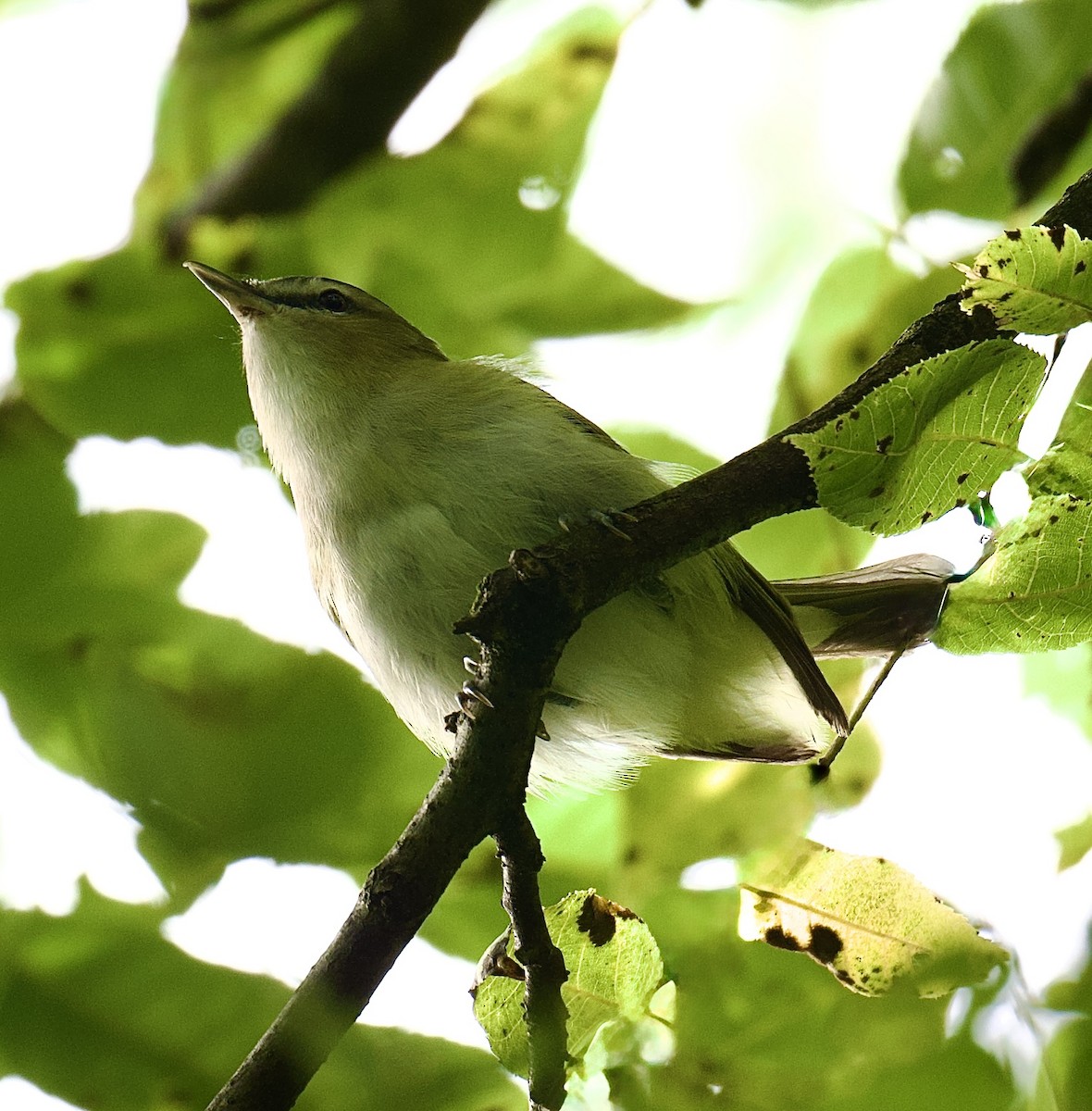 Red-eyed Vireo - ML641451803