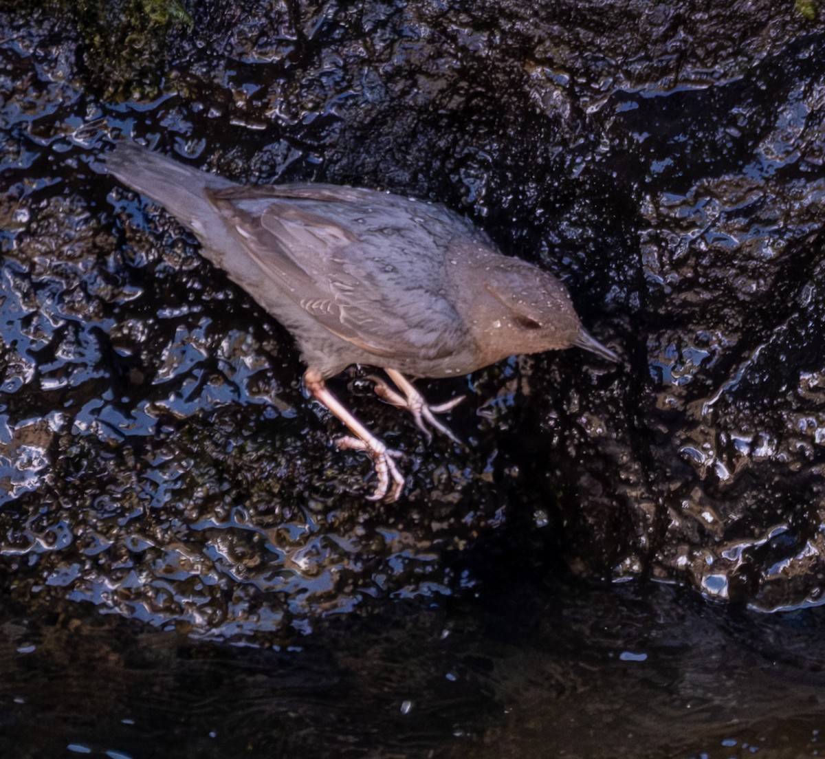 American Dipper - ML641451844
