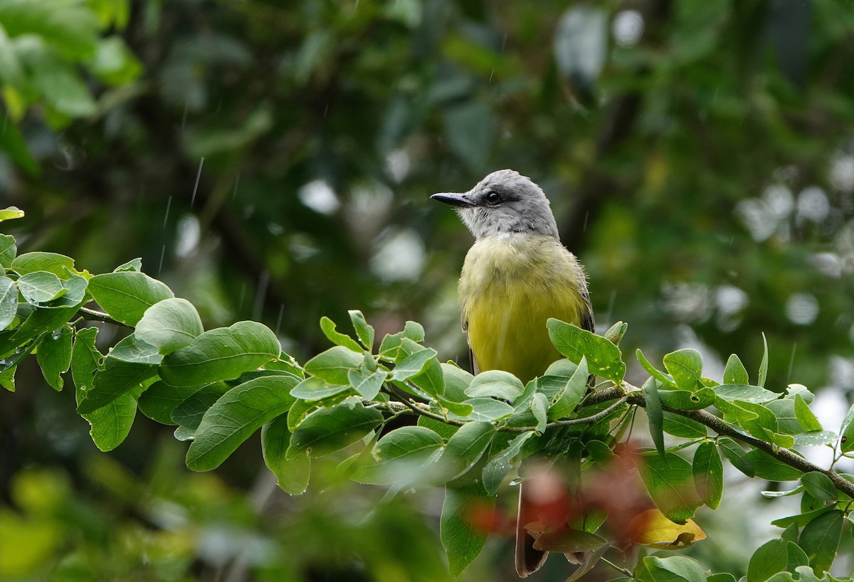 Tropical Kingbird - ML641451863