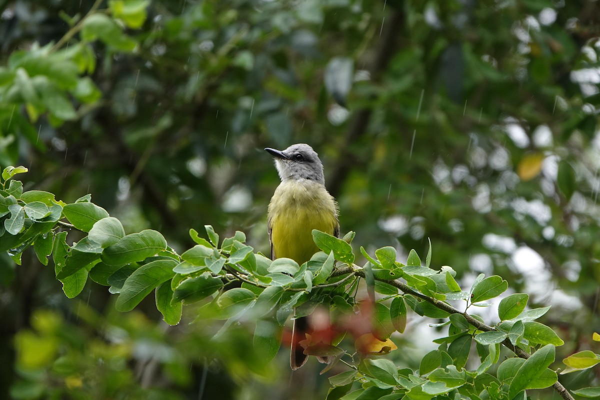 Tropical Kingbird - ML641451864