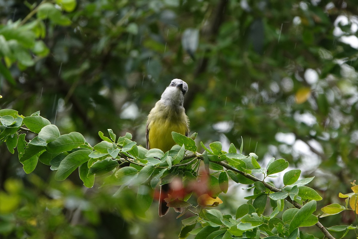 Tropical Kingbird - ML641451865