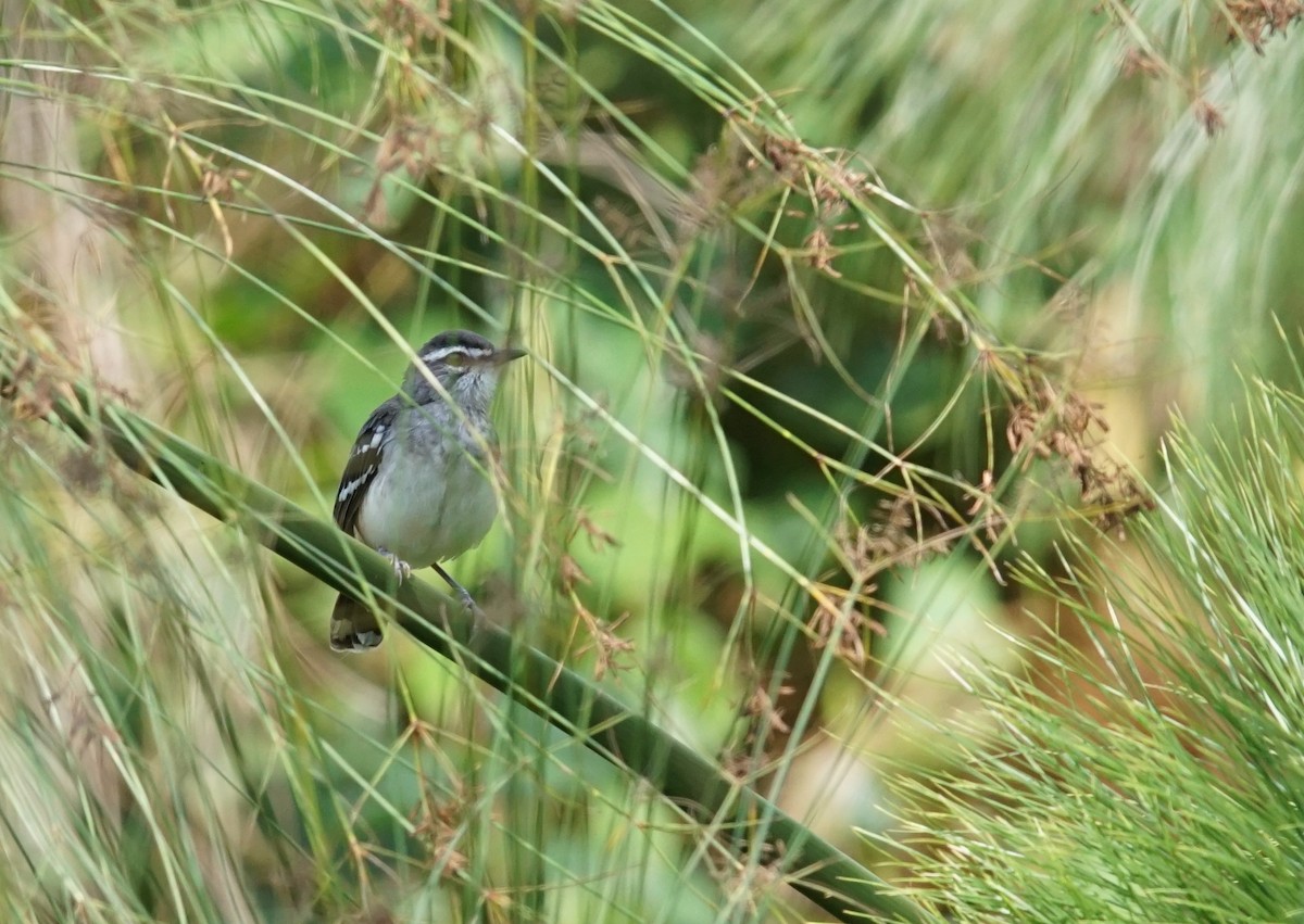 Brown-backed Scrub-Robin - ML641451873
