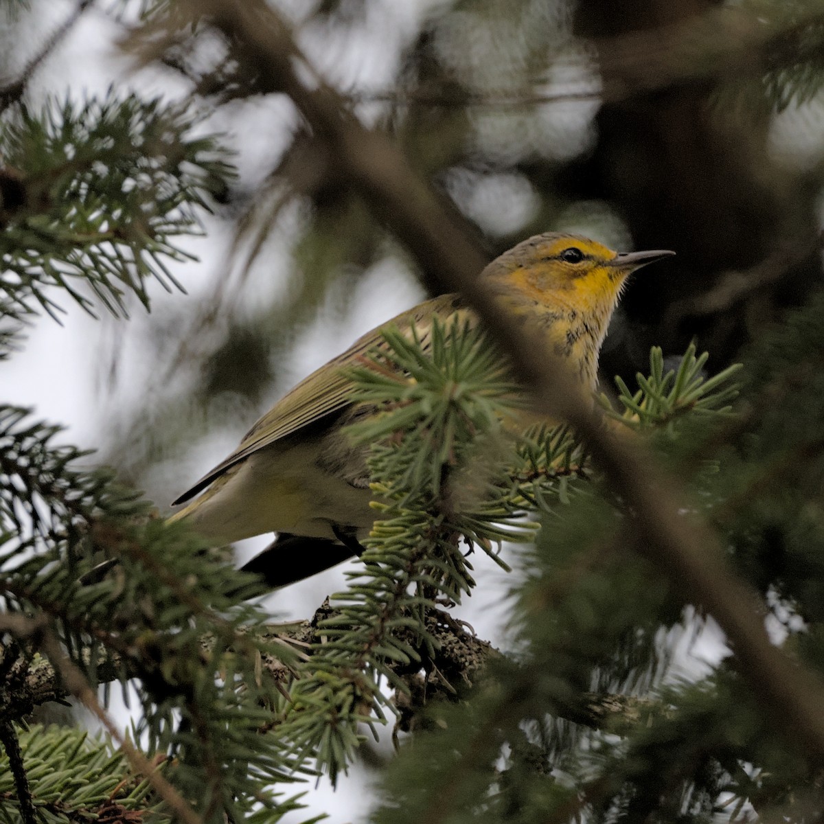 Cape May Warbler - ML641451877