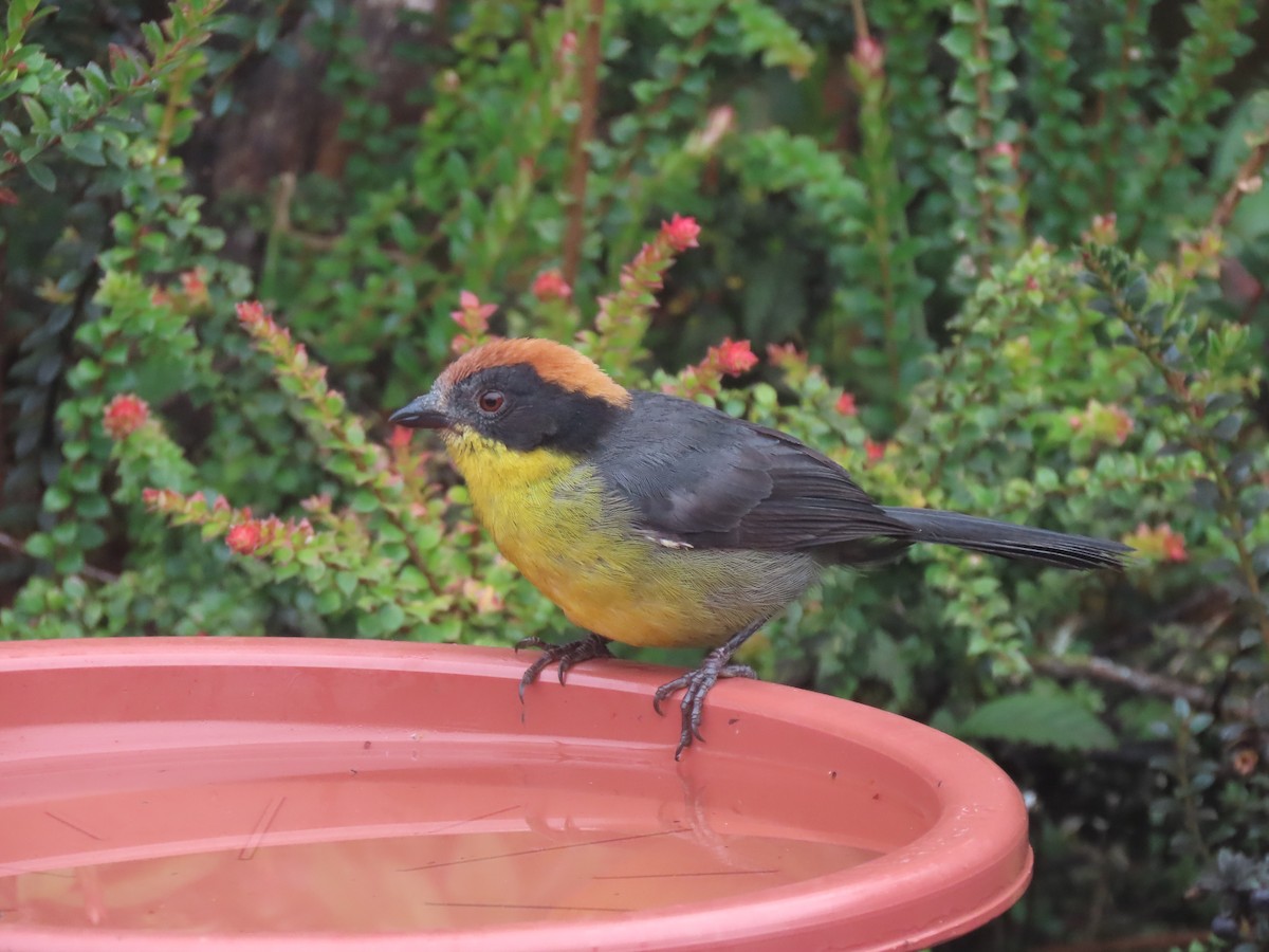 Atlapetes Pechiamarillo - ML641451887