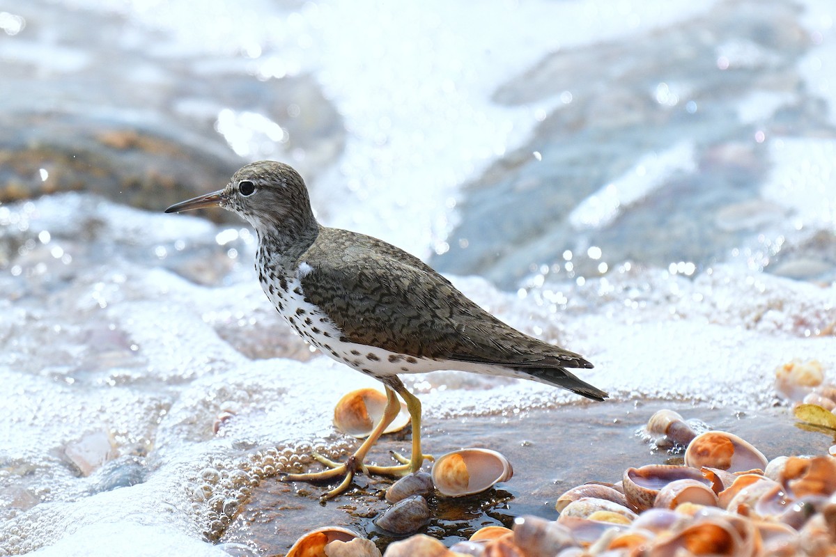 Spotted Sandpiper - ML641451901