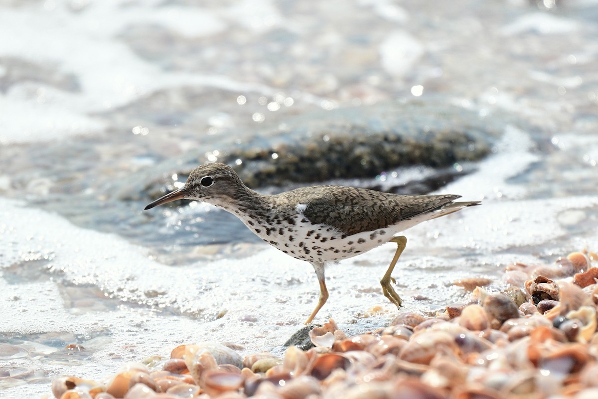 Spotted Sandpiper - ML641451902