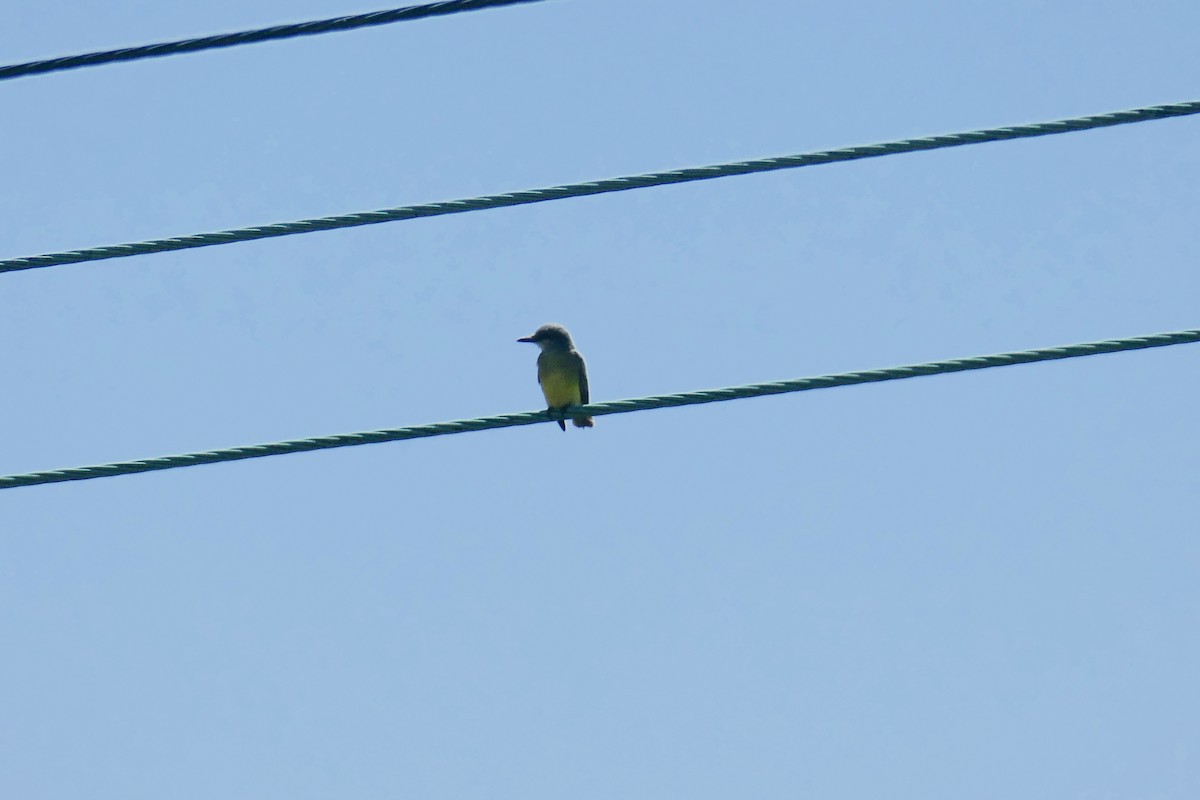 Tropical Kingbird - ML641451920