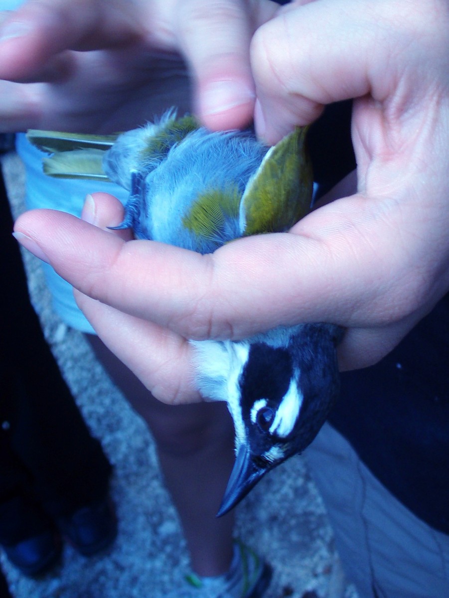 Black-crowned Palm-Tanager - ML641451928