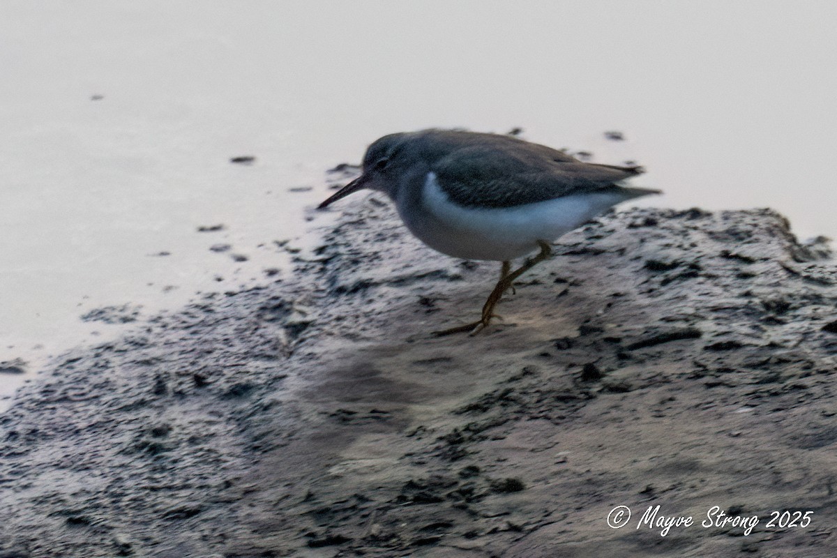 Spotted Sandpiper - ML641451961