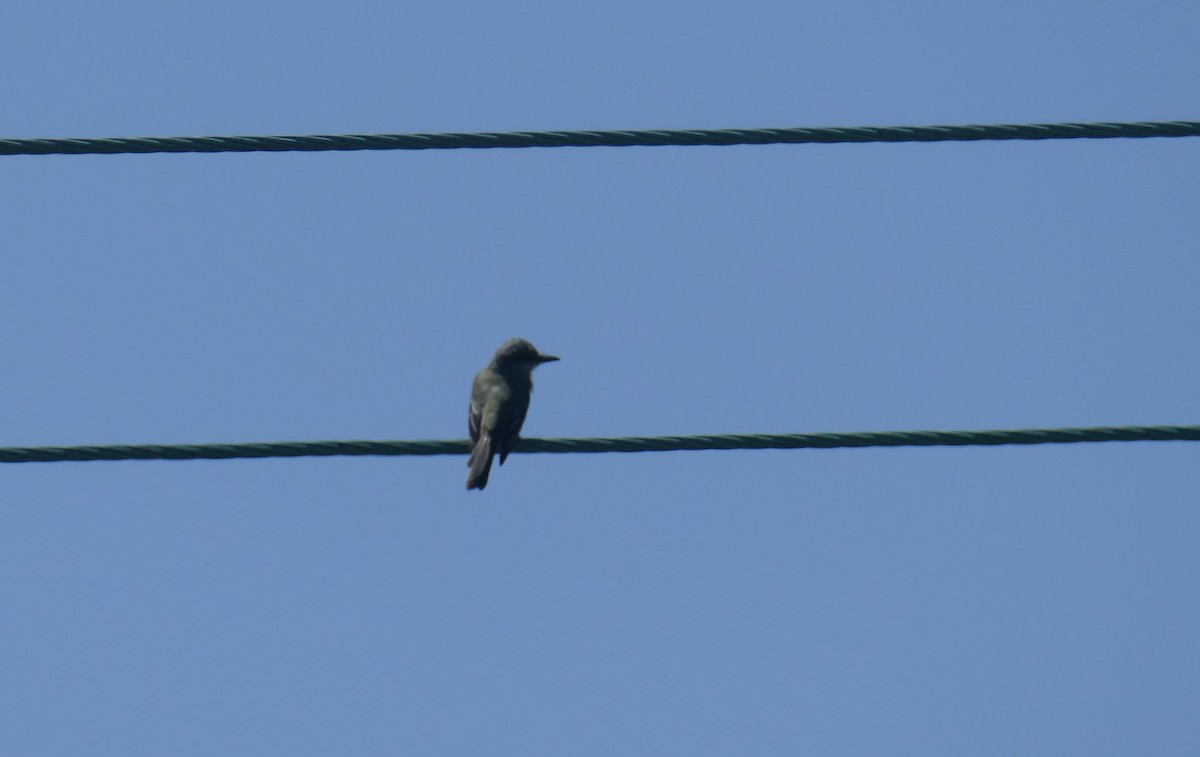 Tropical Kingbird - ML641451981