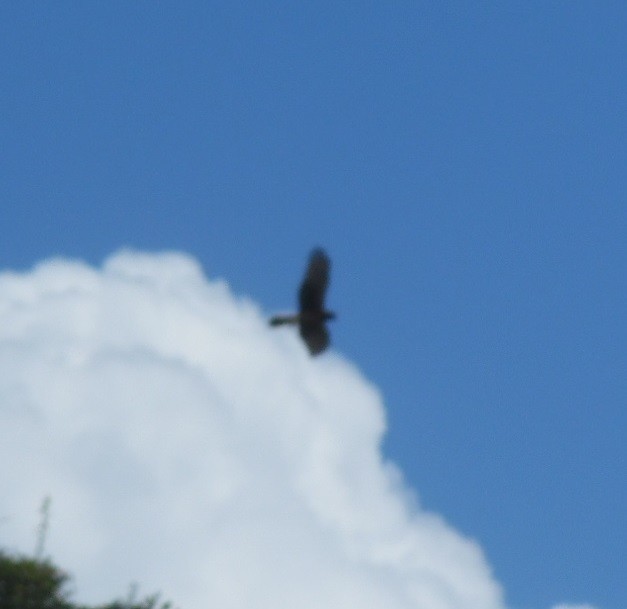 Northern Harrier - ML641451985