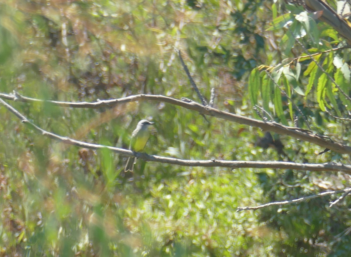 Tropical Kingbird - ML641451995