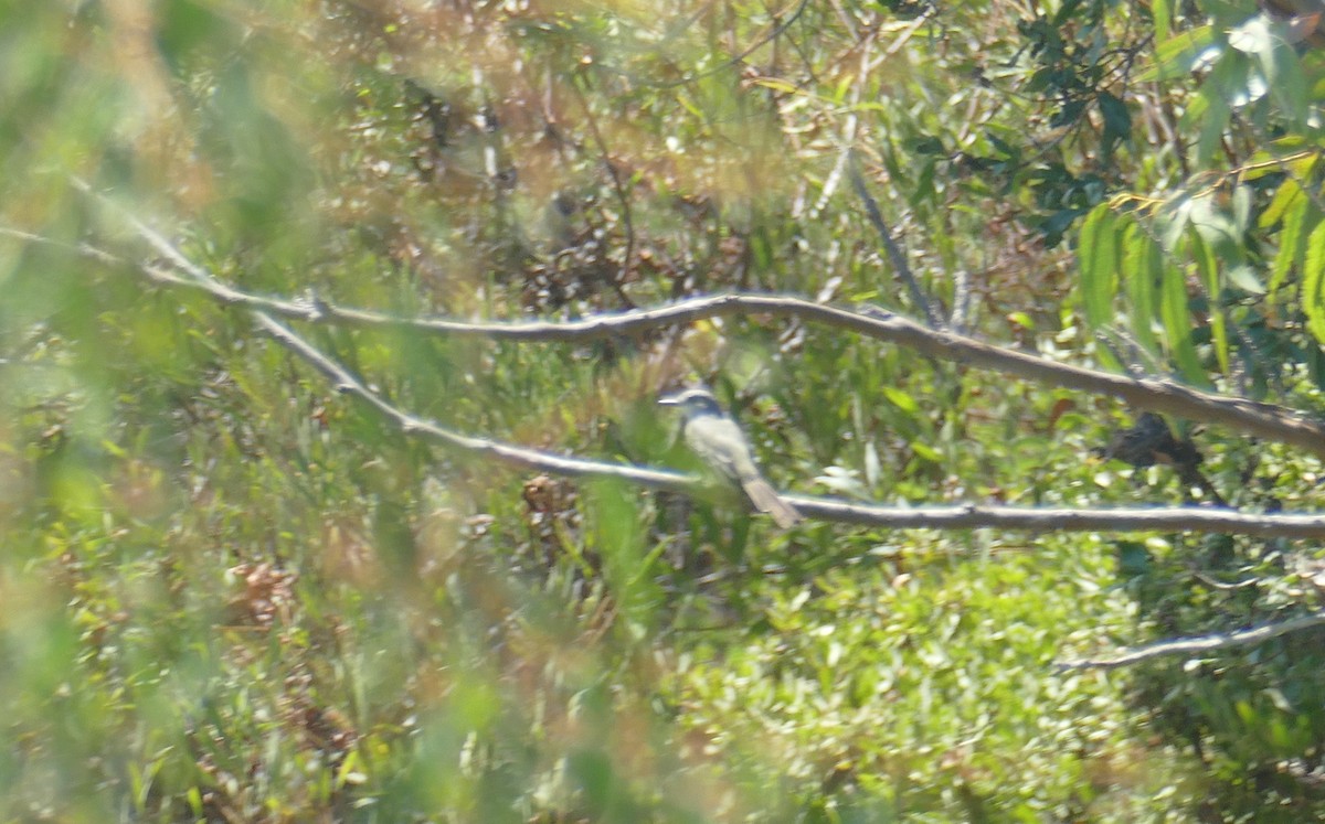 Tropical Kingbird - ML641452036