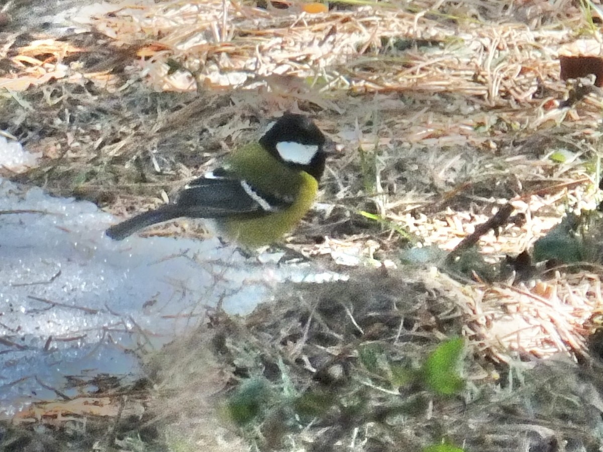 Green-backed Tit - ML641452065