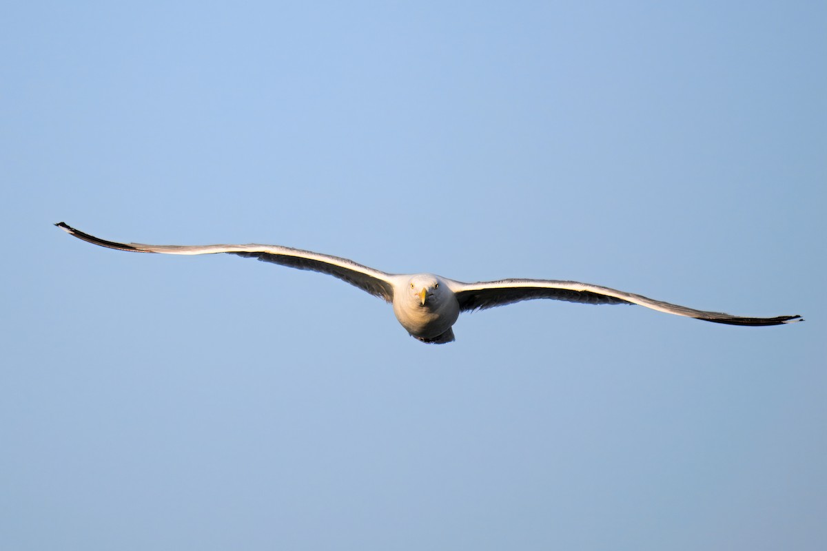 American Herring Gull - ML641452095