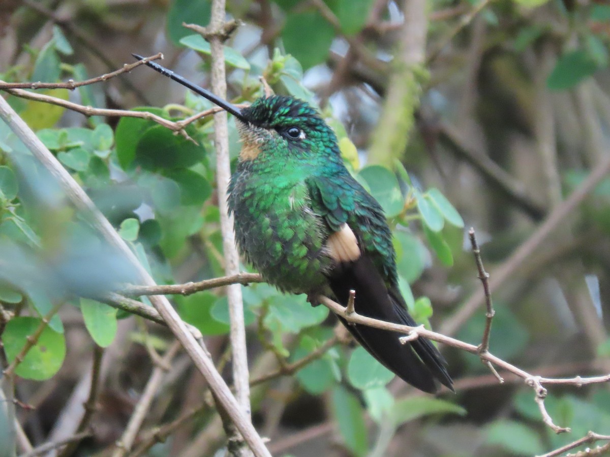 Buff-winged Starfrontlet - ML641452108