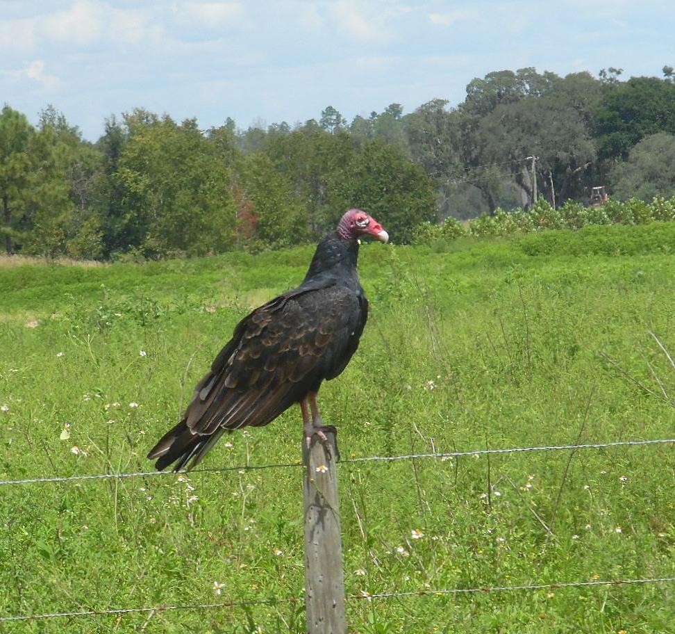 Urubu à tête rouge - ML641452118