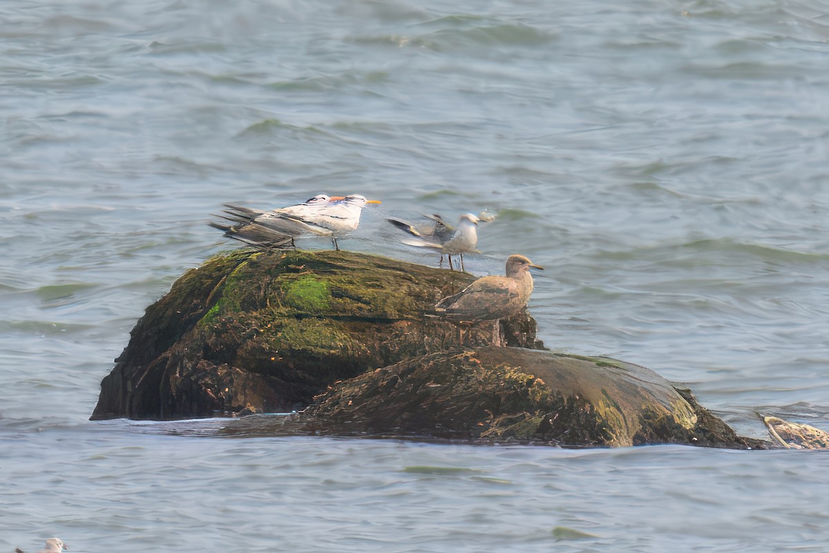 Royal Tern - ML641452161