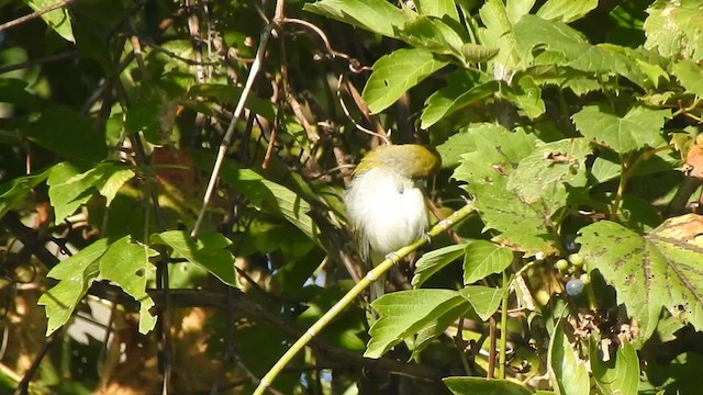 Chestnut-sided Warbler - ML641452171