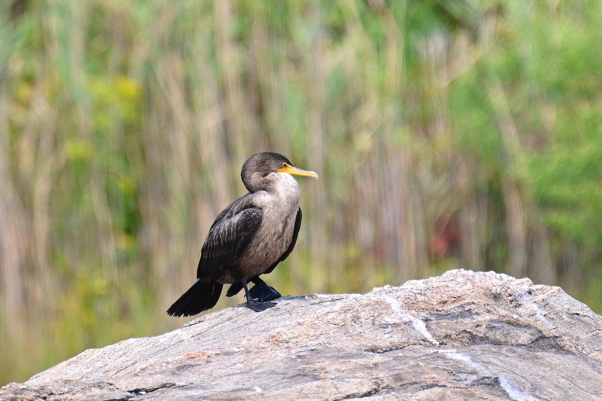 Double-crested Cormorant - ML641452178