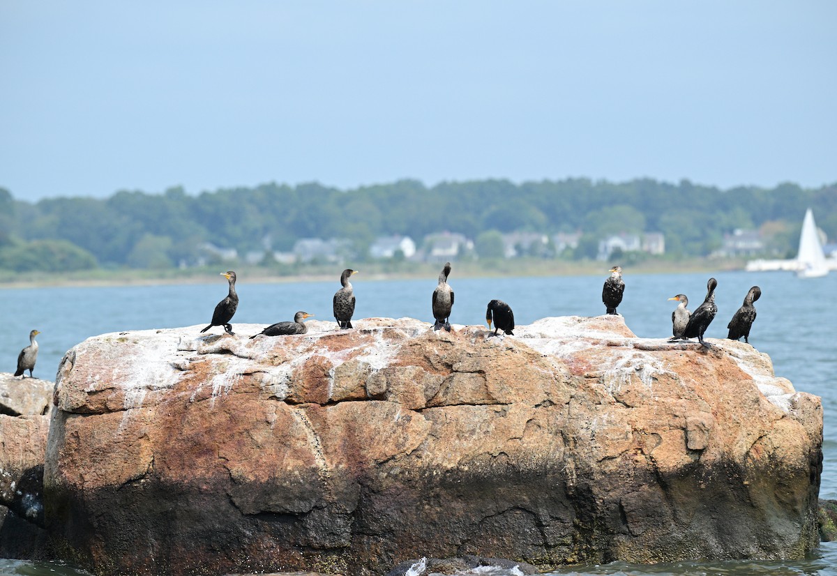 Double-crested Cormorant - ML641452179