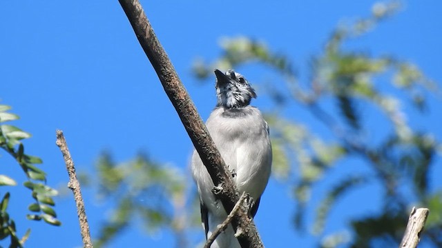 Blue Jay - ML641452195