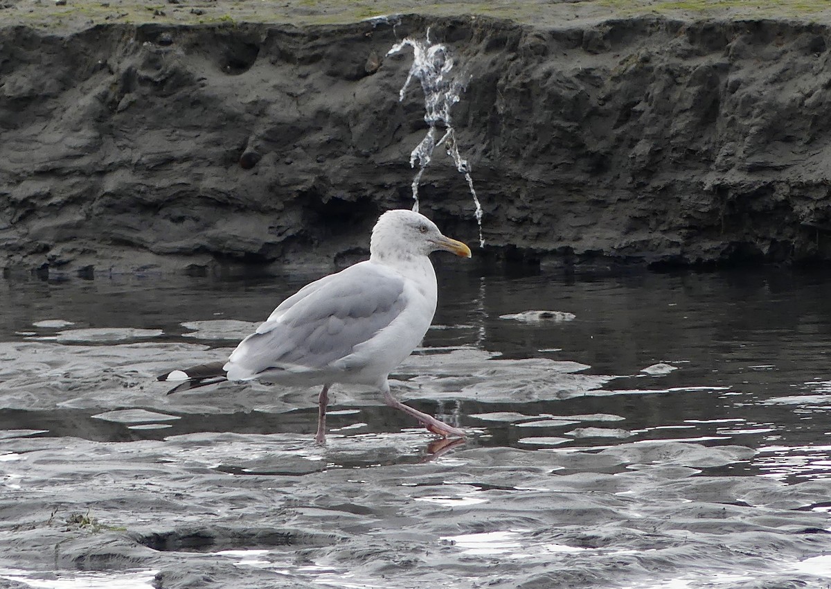 American Herring Gull - ML641452221