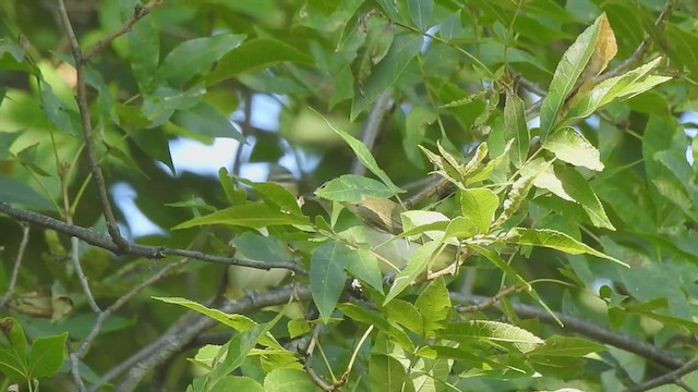 Vireo occhirossi - ML641452222