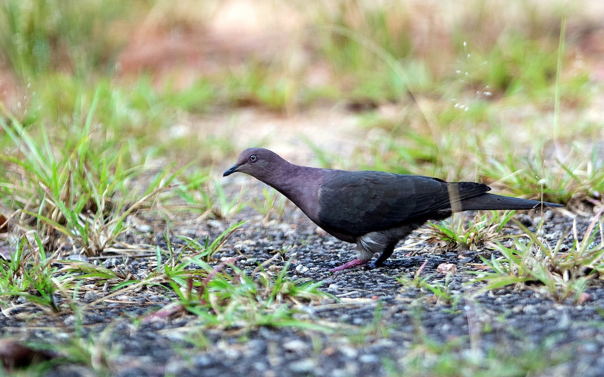 Plumbeous Pigeon - ML641452224