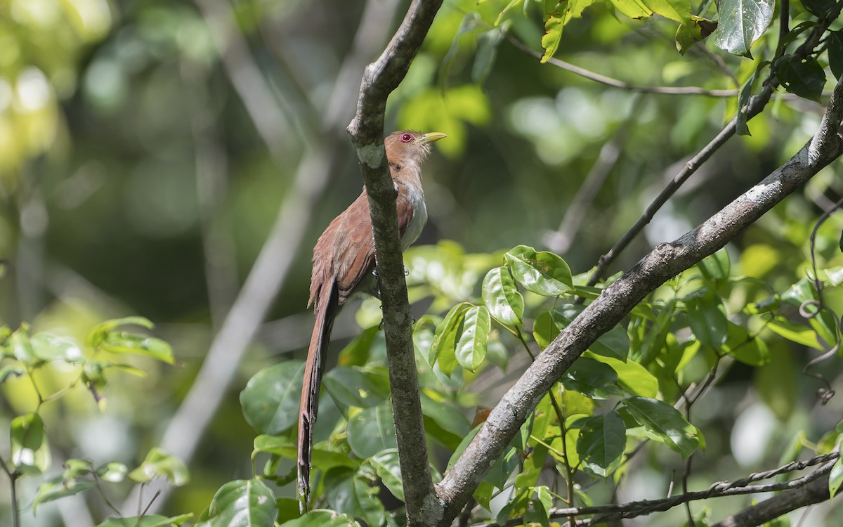 Squirrel Cuckoo - ML641452228