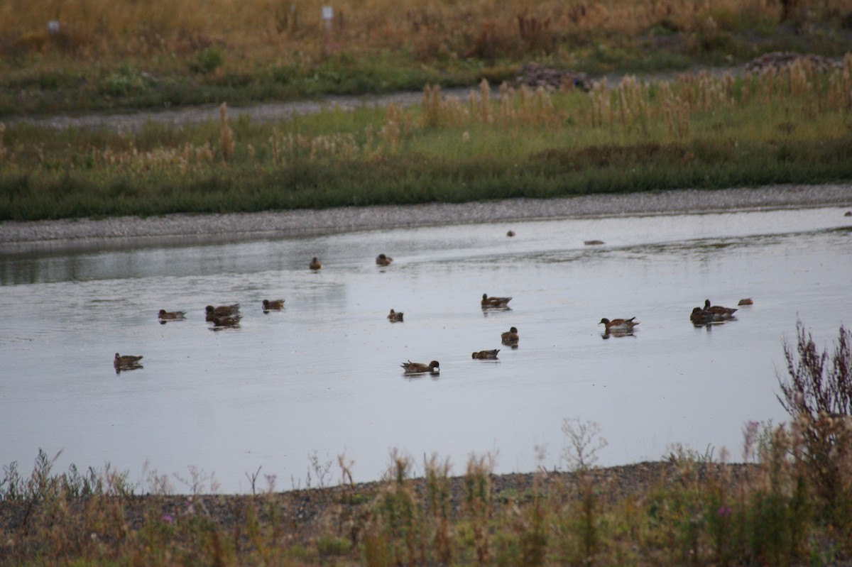 Eurasian Wigeon - ML641452229
